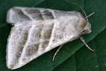 Three-lined Flower Moth