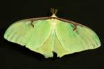 Luna Moth