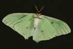 Luna Moth