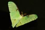 Luna Moth