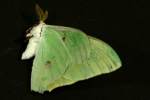 Luna Moth