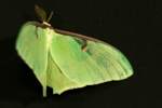 Luna Moth