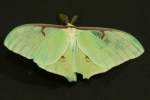 Luna Moth