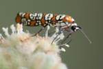Ailanthus Webwing Moth