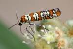 Ailanthus Webwing Moth