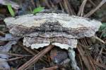 Common Lytrosis Moth