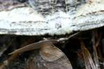 Common Lytrosis Moth