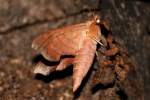 Azalea Sphinx Moth