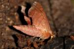 Azalea Sphinx Moth