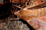 Azalea Sphinx Moth