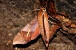 Azalea Sphinx Moth