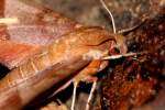 Azalea Sphinx Moth