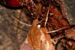 Azalea Sphinx Moth