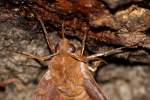 Azalea Sphinx Moth