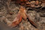 Azalea Sphinx Moth