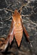 Azalea Sphinx Moth