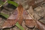 Azalea Sphinx Moth