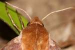 Azalea Sphinx Moth
