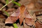 Azalea Sphinx Moth