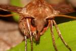 Azalea Sphinx Moth