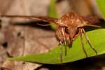 Azalea Sphinx Moth