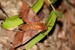 Azalea Sphinx Moth