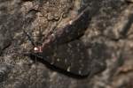 Glossy Black Idia Moth