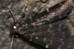 Glossy Black Idia Moth