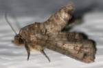 Large Paectes Moth