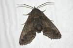 Large Paectes Moth