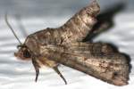 Large Paectes Moth