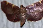 Dolichomia olinalis