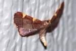 Dolichomia olinalis