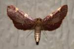 Dolichomia olinalis