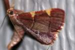 Dolichomia olinalis