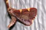 Dolichomia olinalis