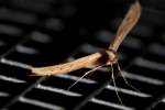 Groundsel Plume Moth