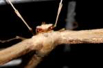 Groundsel Plume Moth