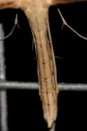 Groundsel Plume Moth
