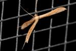 Groundsel Plume Moth