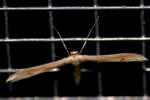 Groundsel Plume Moth