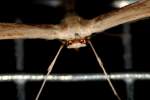 Groundsel Plume Moth