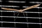 Groundsel Plume Moth