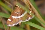 Hawaiian Beet Webworm Moth