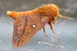 Spiny Oakworm Moth