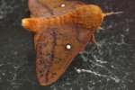 Spiny Oakworm Moth