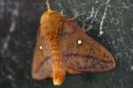 Spiny Oakworm Moth