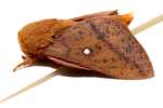 Spiny Oakworm Moth