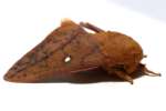 Spiny Oakworm Moth