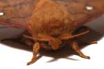Spiny Oakworm Moth